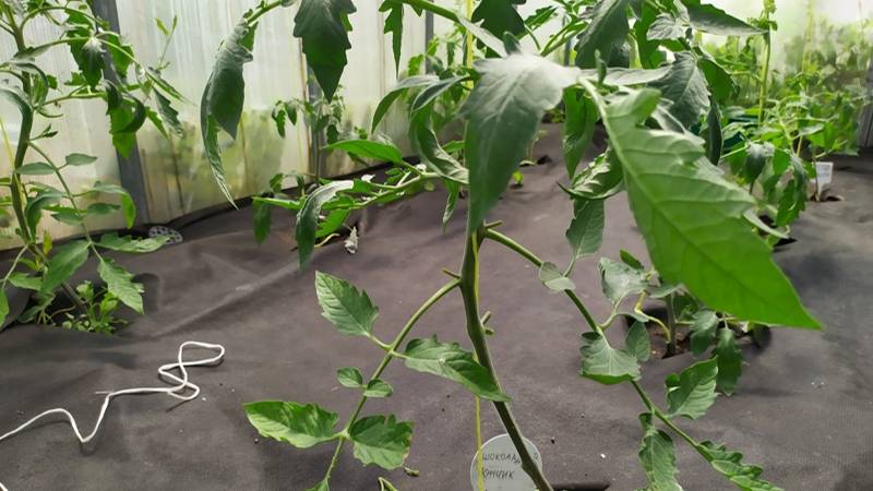 Подвязка томатов в теплице. смотреть онлайн