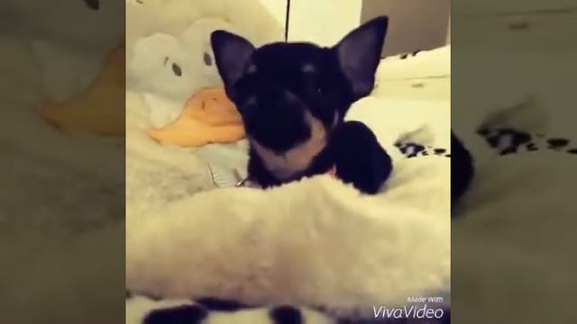 Tag :Знакомство со мной , и если что читайте все в описании смотреть онлайн