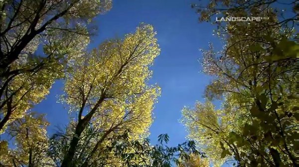 [Landscape HD] David Lanz-Lovers Tarot