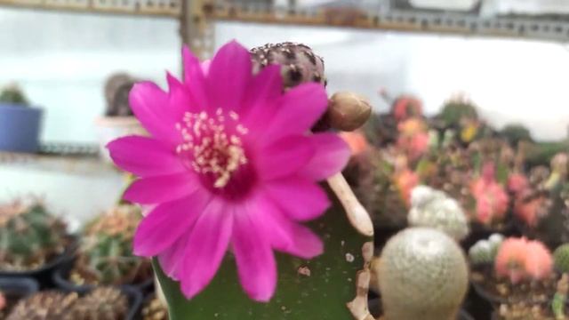 Rebutia Cactus - Amazing cactus flowers смотреть онлайн