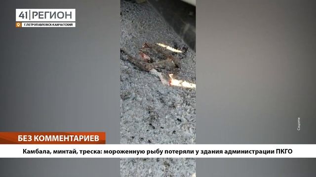 •БЕЗ КОММЕНТАРИЕВ: Камбала, минтай, треска: мороженную рыбу потеряли у здания администрации ПКГО• смотреть онлайн
