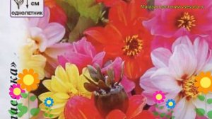 Георгина махровая Дети Кардинала. Краткий обзор, описание характеристик dáhlia variabilis