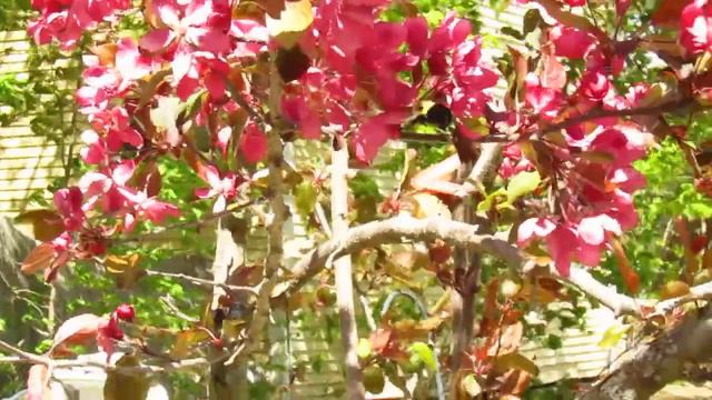 Bumble bee and orchard bee on crab apple flowers, 5/23/19. смотреть онлайн
