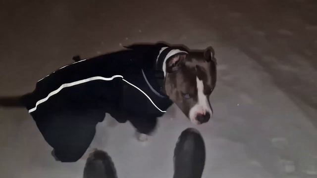 Амстафф Локи | Тестируем Ватрушку | Amstaff Loki смотреть онлайн