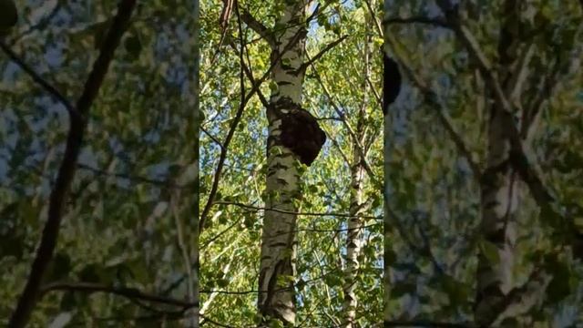 загадка? смотреть онлайн