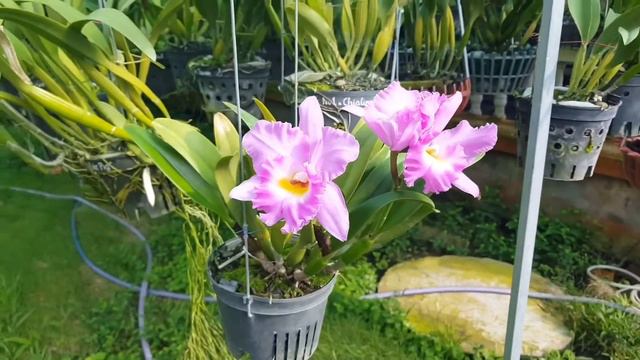 Cattleya Rlc Moon Roon 'Cu. Anna