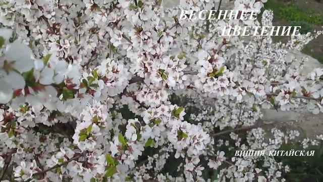 Весеннее цветение смотреть онлайн