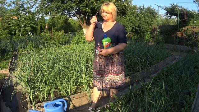 ЧЕСНОК. Третья подкормка чеснока обязательно. смотреть онлайн