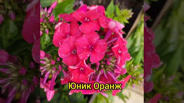 Флоксы в моем саду смотреть онлайн