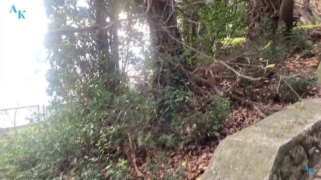 Мисхор прогулка по парку. 18.12.2023г. смотреть онлайн