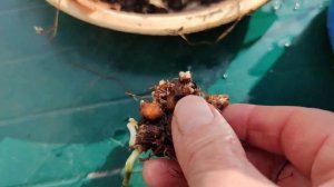 Выкапываем анемону на зиму.