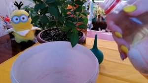 Все о поливе комнатных роз?