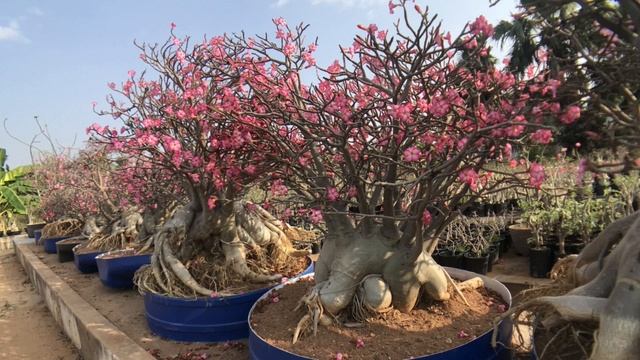 Adenium Arabicum Growing Naturally
