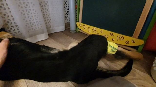 Парвовирусный энтерит у щенков,как не подхватить эту заразу?