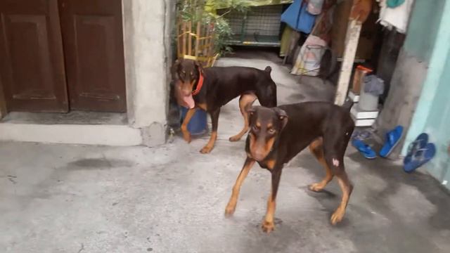 Dobermann Pinchers playing around!! смотреть онлайн