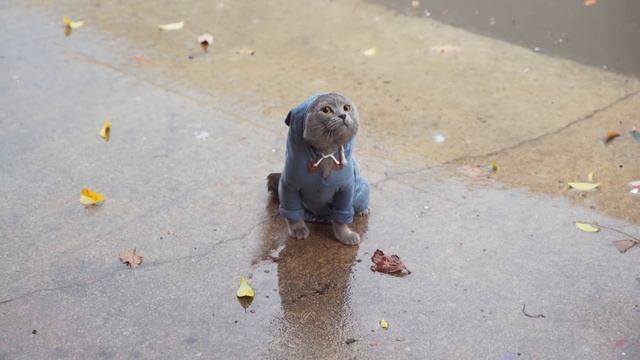 The Saddest Day смотреть онлайн