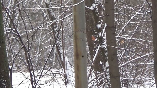 "Зимняя сказка!" Встреча трамваев 71-134А (ЛМ99АЭ) №3047 и Tatra-t3 МТТА №3346 смотреть онлайн