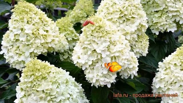 Гортензия метельчатая Геркулес (hercules) ? обзор: как сажать, саженцы гортензии Геркулес смотреть онлайн