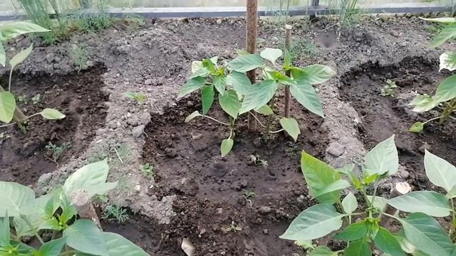 Важная подкормка сладкого перца для быстрого роста после высадки в теплицу. смотреть онлайн