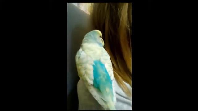 Волнистый попугай Виря сидит на плече и разговаривает смотреть онлайн
