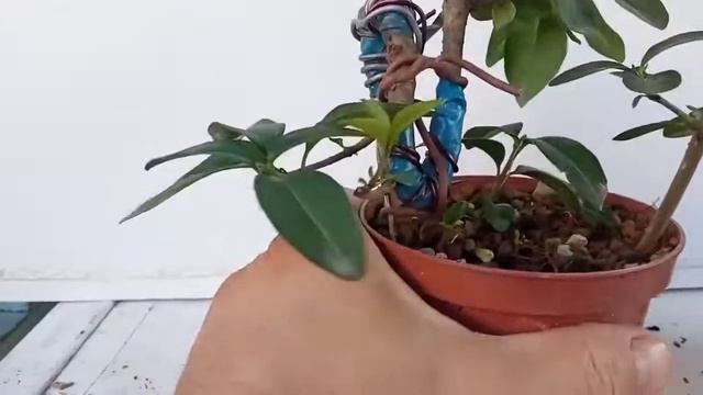 Мои Мамэ бонсай.Из чего?Как?#мамэбонсай