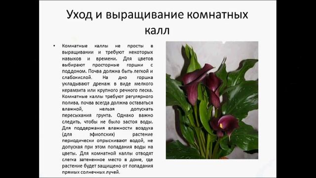 КОМНАТНЫЕ КАЛЛЫ смотреть онлайн