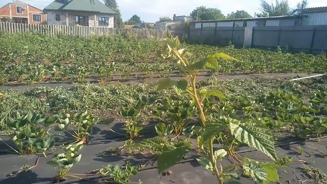 Малина Самохвал! Первые сигналки на прошлогодних побегах! смотреть онлайн