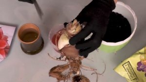 Амариллис: особенности и виды, посадка и уход