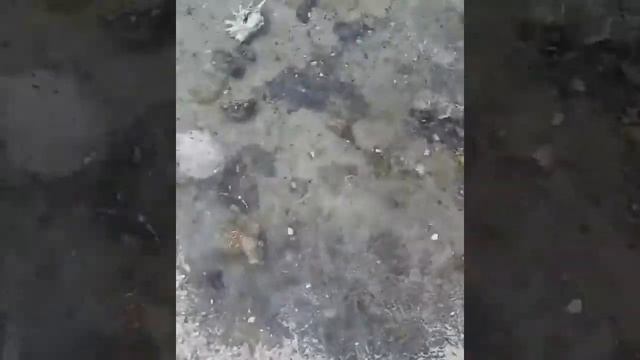 Как образуются ракушки. Интересные факты о природе