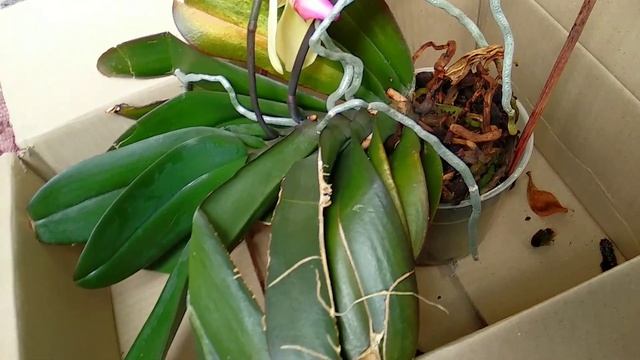 ОСТАВЛЮ орхидеи НА ОМОЛОЖЕНИЕ! ПЕРЕРОСШИЕ орхидеи! ЧТО ДЕЛАТЬ, если БОЛЬШИЕ орхидеи! смотреть онлайн