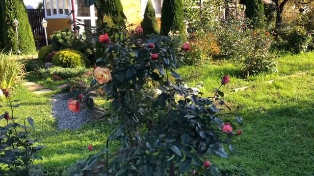 Порядок и чистота! Всегда! Обрезка кустарников, лаванды. Уборка на фоне цветущих роз! ? смотреть онлайн