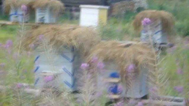 МОЯ ГЛАВНАЯ ТАЙНА!!!!! Все Секреты Пчеловодства!!!!! смотреть онлайн