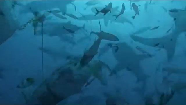 sharks feeding Greate Barrier Reef Australia - Russian dive club "Oceanspirit" смотреть онлайн