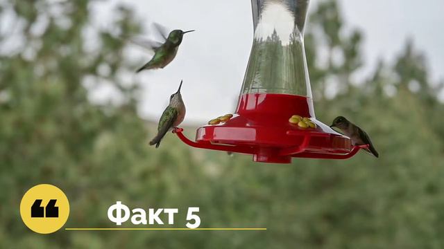 ТОП-10 УДИВИТЕЛЬНЫХ ФАКТОВ О КОЛИБРИ. смотреть онлайн
