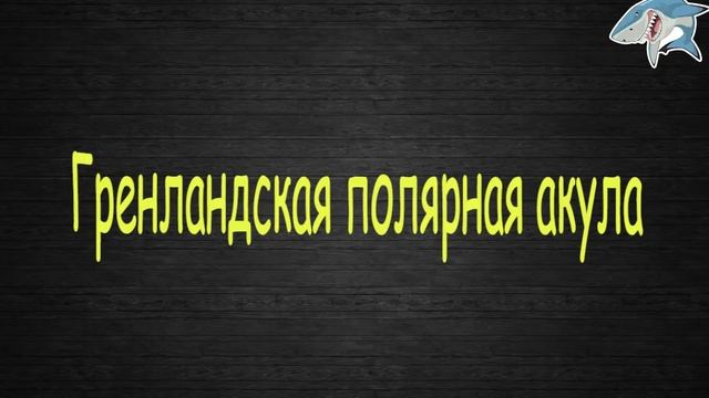 ТОП 10 АКУЛ САМЫХ БОЛЬШИХ НА ПЛАНЕТЕ смотреть онлайн
