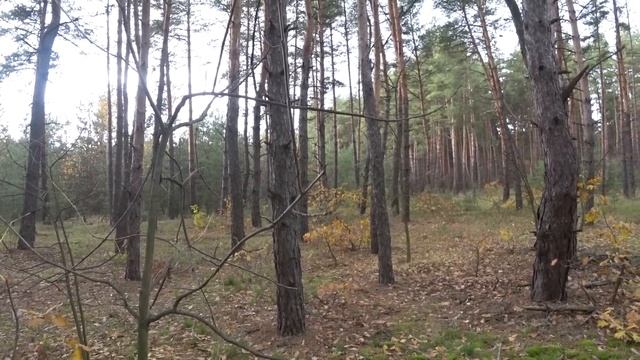 Грибалка что надо! Подлохматились нормально. смотреть онлайн