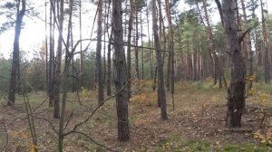 Грибалка что надо! Подлохматились нормально.