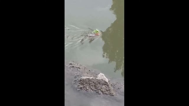 Нарву цветов и подарю букет :) смотреть онлайн