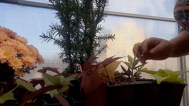 Перечеренковываю колеусы