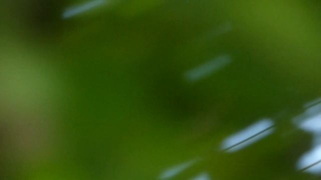 Пчелы заселились в ловушку у высоковольтной линии электропередач. смотреть онлайн