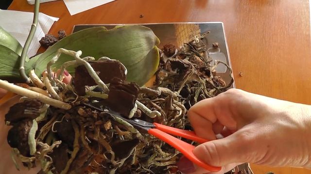 пересадка очень старой орхидеи смотреть онлайн