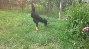 Бойцовые петухи