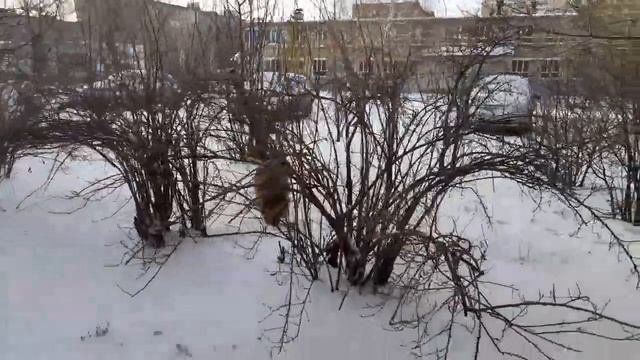 23 ноября 2023 г. Зимнее утро с Белкой ??❄ смотреть онлайн