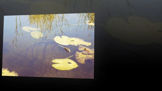 Рыбалка в Мордово 8.09.19 смотреть онлайн