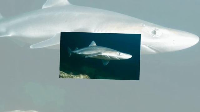 Топ-10 самых маленьких акул в мире смотреть онлайн