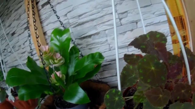 Продолжение предыдущего видео о комнатных цветах смотреть онлайн