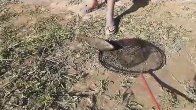 Рыбалка район Баканаса.Жара июль 2023.Улов сом,сазан,карась,вобла. смотреть онлайн