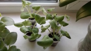 Почему бледные листья у деток фиалки!