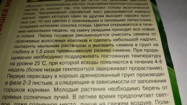 ✔??СТРЕЛИЦИЯ "РАЙСКАЯ ПТИЦА"!?ЧТО Я КУПИЛА! смотреть онлайн