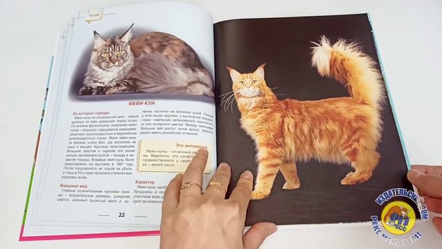 ЭНЦИКЛОПЕДИЯ ДЛЯ ДЕТЕЙ. КОШКИ смотреть онлайн